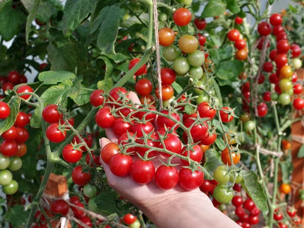 تصویر 5 از خرید گوجه زیتونی گلخانه ای + قیمت عالی باکیفیت